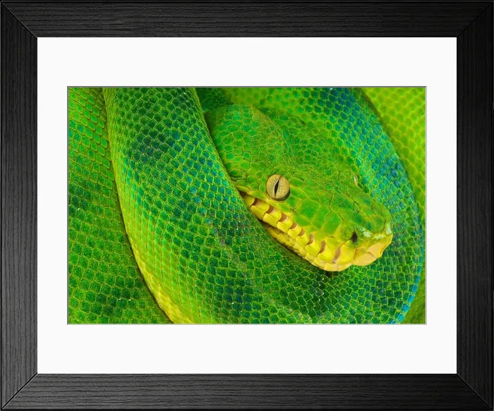 Framed Print : Emerald tree boa / Corallus caninus Framed Print : Emerald tree boa / Corallus caninus