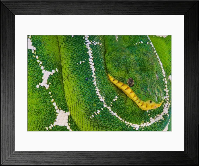 Framed Print : Upper Amazon tree boa / Corallus batesii Framed Print : Upper Amazon tree boa / Corallus batesii