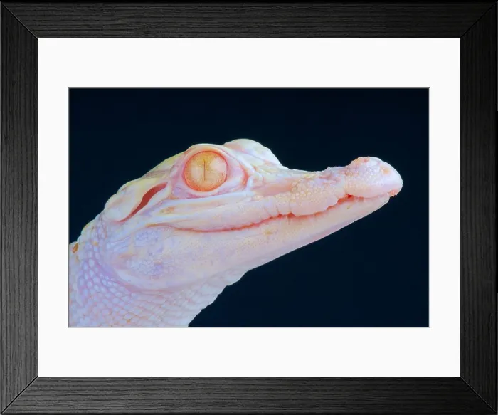 Framed Print : Albino alligator / Alligator mississippiensis Framed Print : Albino alligator / Alligator mississippiensis