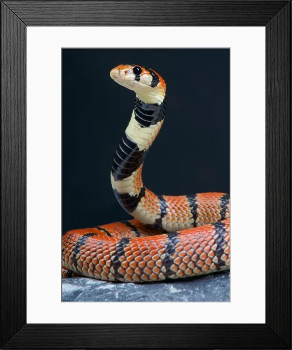 Framed Print : Cape coral snake / Aspidelaps lubricus Framed Print : Cape coral snake / Aspidelaps lubricus