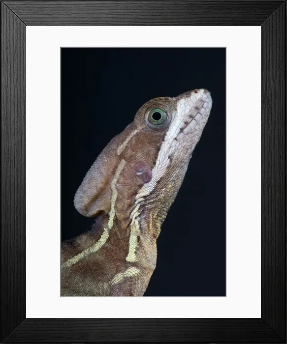 Framed Print : Basilisk / Basiliscus basiliscus Framed Print : Basilisk / Basiliscus basiliscus