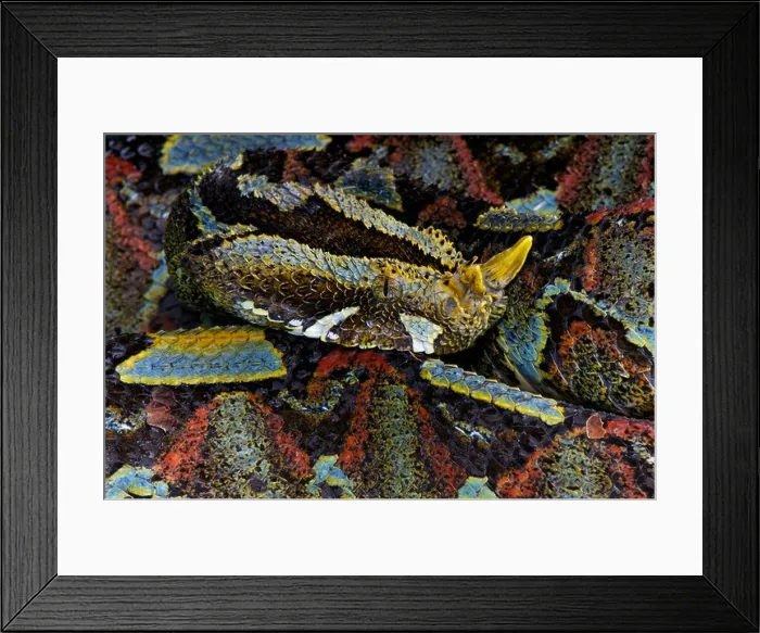 Framed Print : Rhinoceros viper / Bitis nasicornis Framed Print : Rhinoceros viper / Bitis nasicornis