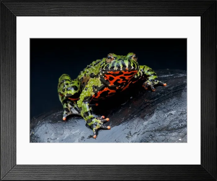 Framed Print : Fire-bellied toad / Bombina orientales Framed Print : Fire-bellied toad / Bombina orientales