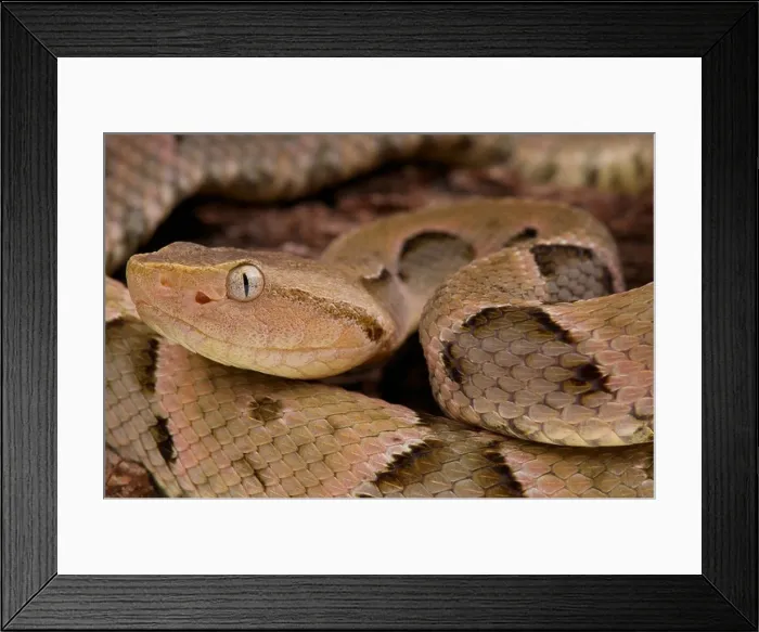 Framed Print : Brazilian Lancehead / Bothrops moojeni Framed Print : Brazilian Lancehead / Bothrops moojeni