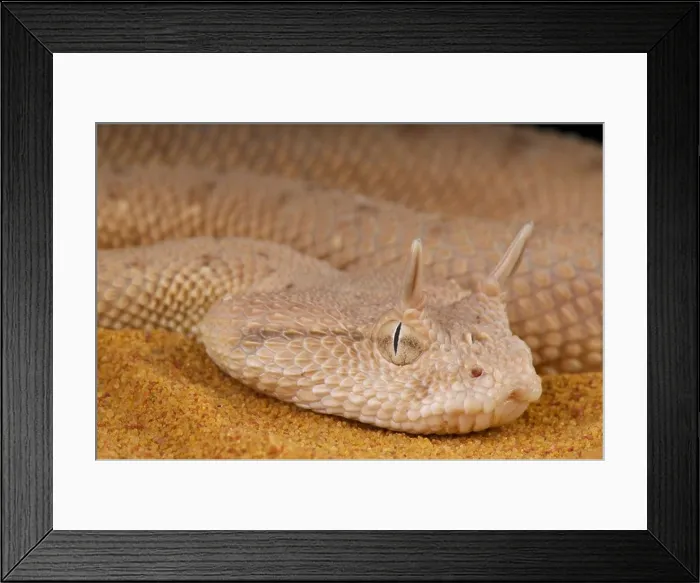 Framed Print : Arabian horned viper / Cerastes gasperettii Framed Print : Arabian horned viper / Cerastes gasperettii