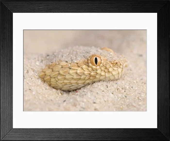Framed Print : Sahara sand viper / Cerastes vipera Framed Print : Sahara sand viper / Cerastes vipera