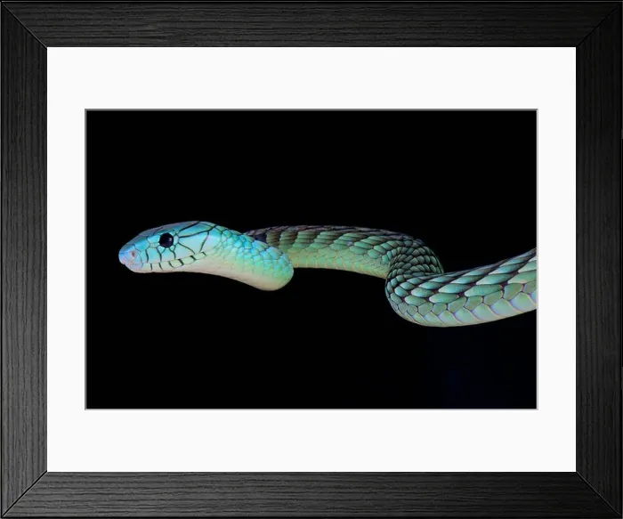 Framed Print : Green mamba / Dendroaspis viridis Framed Print : Green mamba / Dendroaspis viridis
