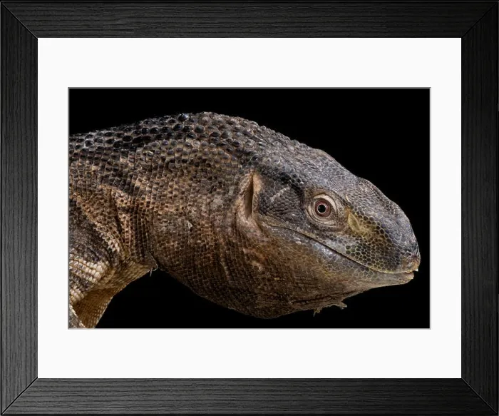 Framed Print : Rock monitor / Varanus albigularis ionidesi Framed Print : Rock monitor / Varanus albigularis ionidesi