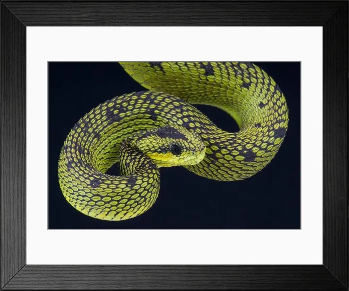 Framed Print : Great lakes bush viper  /  Atheris nitschei