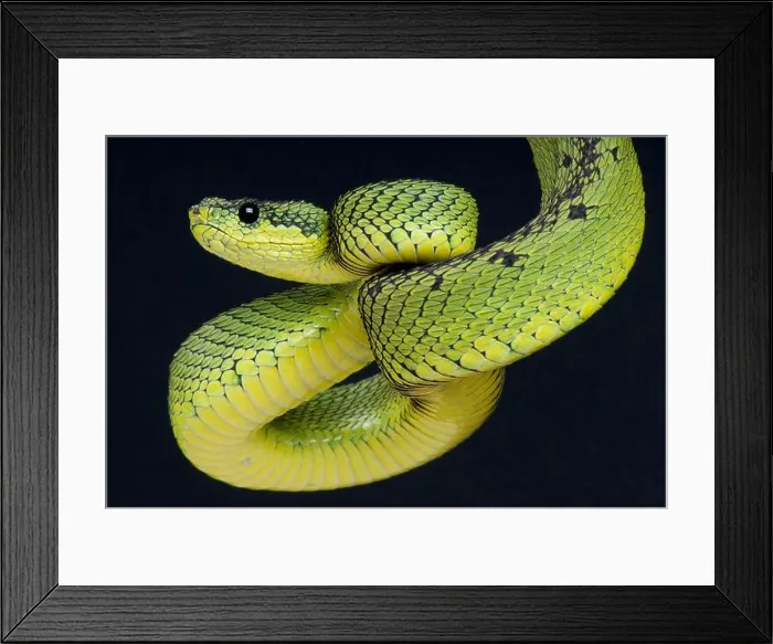 Framed Print : Great lakes bush viper / Atheris nitschei Framed Print : Great lakes bush viper / Atheris nitschei