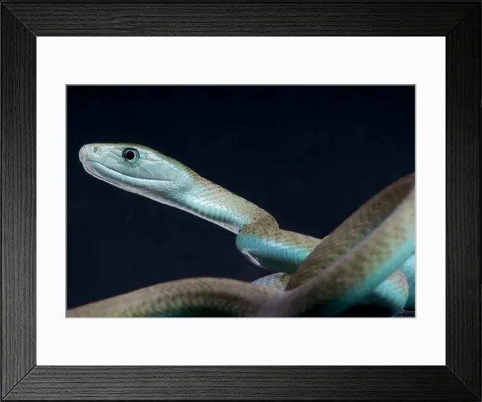 Framed Print : Black mamba / Dendroaspis polylepis Framed Print : Black mamba / Dendroaspis polylepis