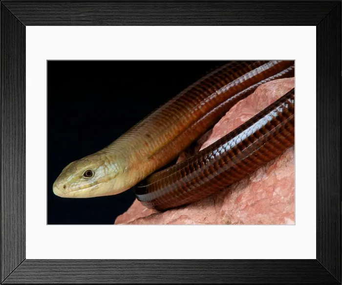 Framed Print : Scheltopusik / Pseudopus apodus Framed Print : Scheltopusik / Pseudopus apodus