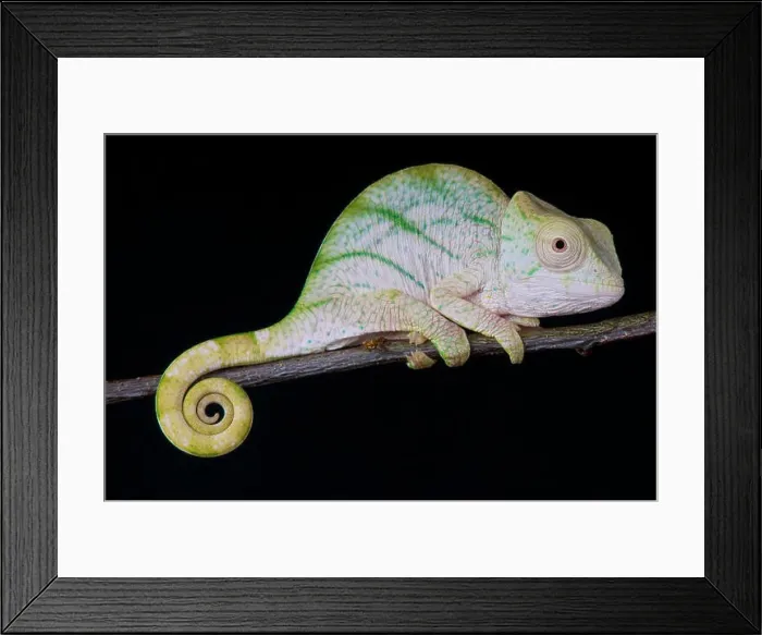 Framed Print : Parson Chameleon / Calumma parsonii Framed Print : Parson Chameleon / Calumma parsonii