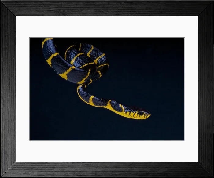Framed Print : Mangrove snake / Boiga dendrophila Framed Print : Mangrove snake / Boiga dendrophila