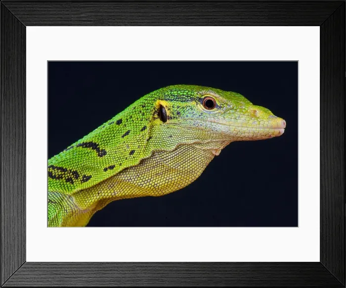 Framed Print : Emerald tree monitor / Varanus prasinus Framed Print : Emerald tree monitor / Varanus prasinus