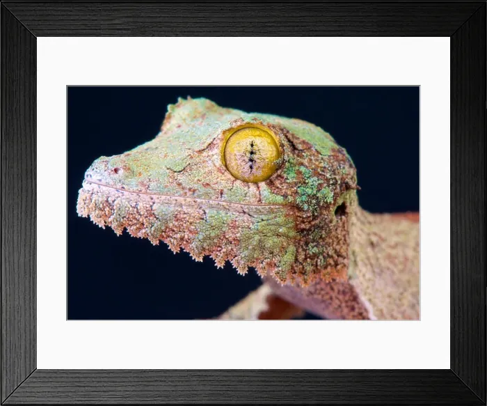 Framed Print : Henkel's leaf-tailed gecko / Uroplatus henkeli Framed Print : Henkel's leaf-tailed gecko / Uroplatus henkeli