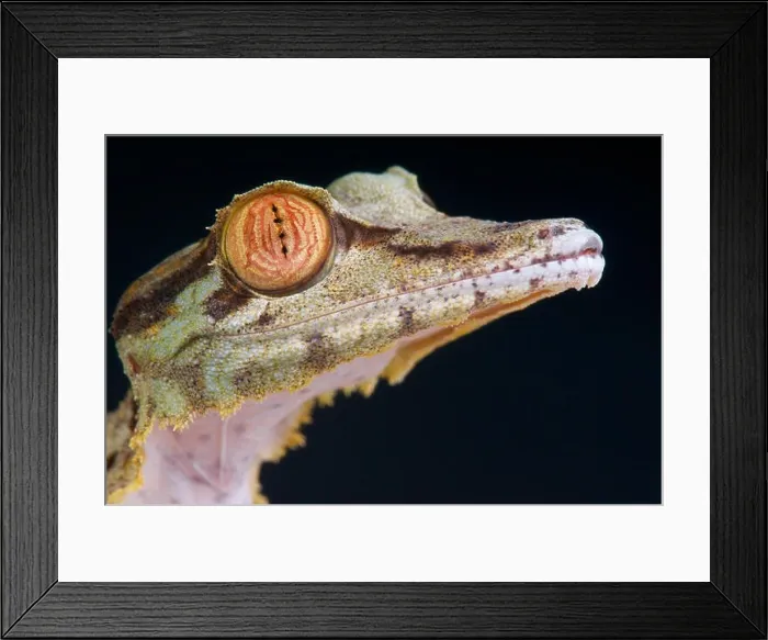 Framed Print : Giant leaf-tailed gecko / Uroplatus fimbriatus Framed Print : Giant leaf-tailed gecko / Uroplatus fimbriatus