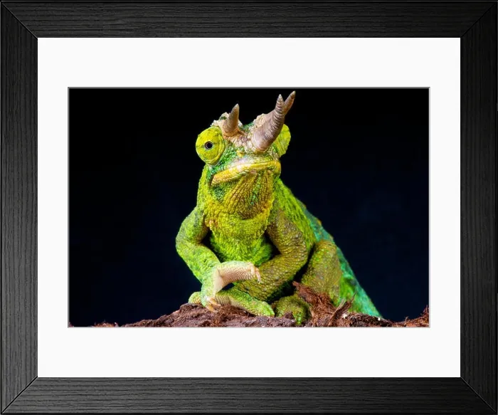Framed Print : Jackson Chameleon / Trioceros jacksonii Framed Print : Jackson Chameleon / Trioceros jacksonii