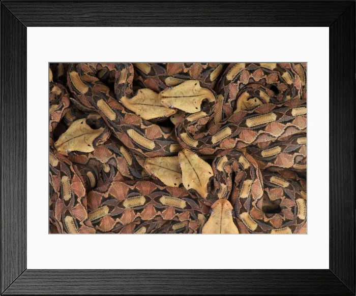 Framed Print : Gaboon vipers / Bitis gabonica Framed Print : Gaboon vipers / Bitis gabonica