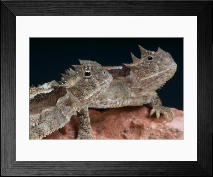 Framed Print : Horned lizard / Phrynosoma asio Framed Print : Horned lizard / Phrynosoma asio