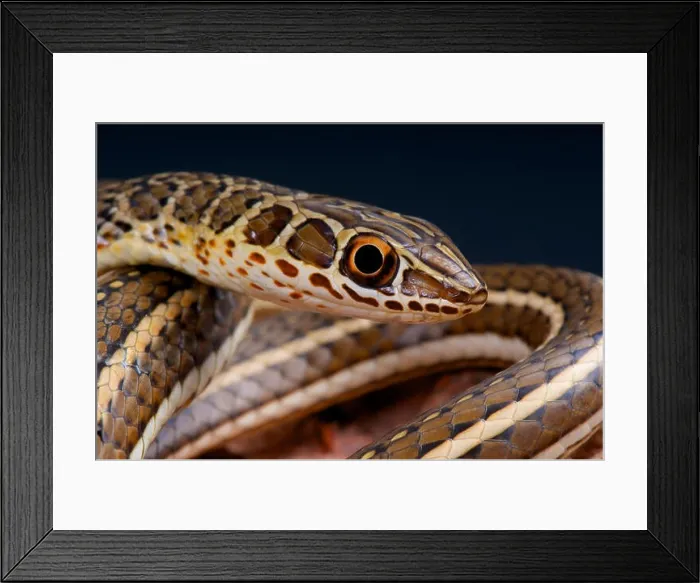 Framed Print : Hissing sand snake / Psammophis sibilans Framed Print : Hissing sand snake / Psammophis sibilans