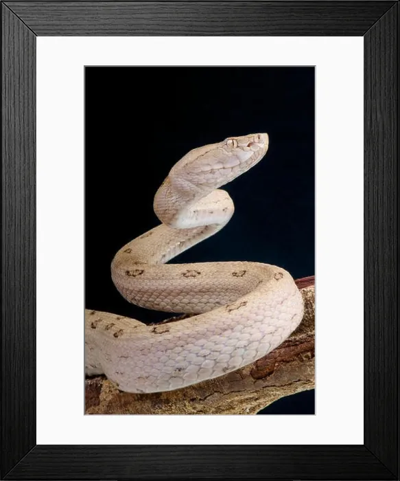 Framed Print : Tokara habu / Protobothrops tokarensis Framed Print : Tokara habu / Protobothrops tokarensis