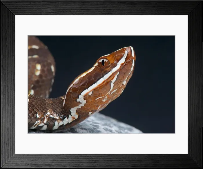 Framed Print : Cantil / Agkistrodon bilineatus Framed Print : Cantil / Agkistrodon bilineatus