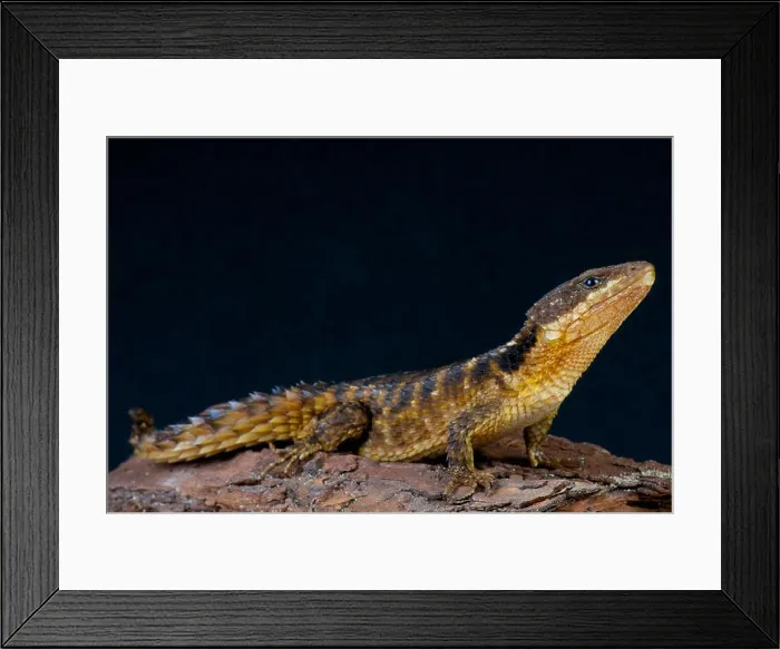 Framed Print : Girdled lizard / Cordylus tropidosternum Framed Print : Girdled lizard / Cordylus tropidosternum