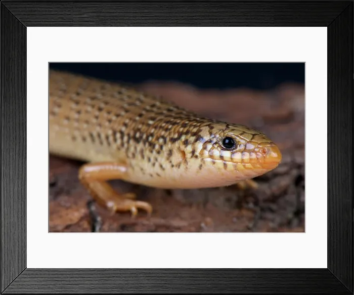 Framed Print : Ocellated skink / Chalcides ocellatus Framed Print : Ocellated skink / Chalcides ocellatus
