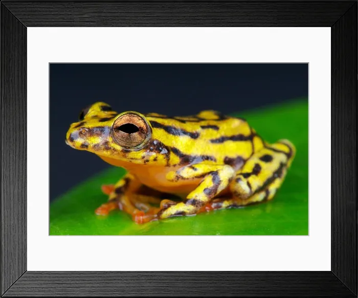 Framed Print : Reed frog / Hyperolius sp Framed Print : Reed frog / Hyperolius sp