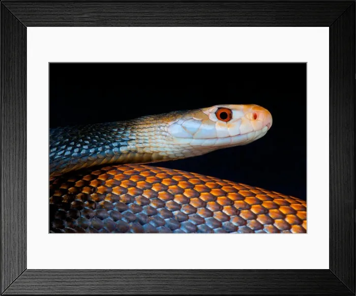 Framed Print : Taipan / Oxyuranus scutellatus Framed Print : Taipan / Oxyuranus scutellatus