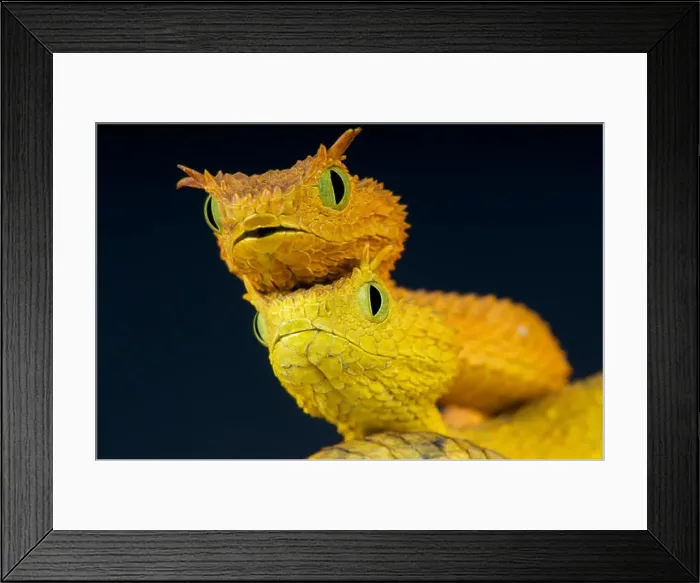 Framed Print : Usumbara bush vipers / Atheris ceratophora Framed Print : Usumbara bush vipers / Atheris ceratophora