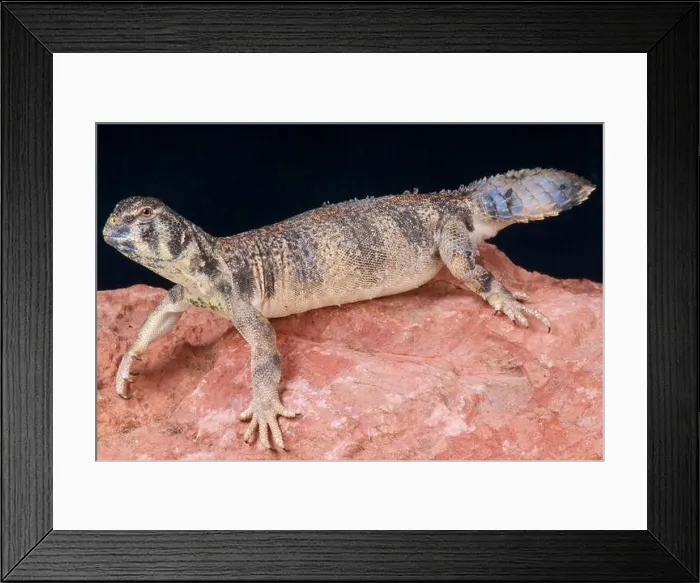 Framed Print : Omani spiny-tailed lizard / Uromastyx thomasi Framed Print : Omani spiny-tailed lizard / Uromastyx thomasi