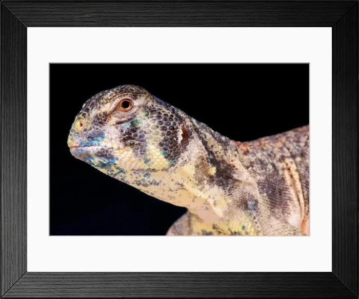 Framed Print : Omani spiny-tailed lizard / Uromastyx thomasi Framed Print : Omani spiny-tailed lizard / Uromastyx thomasi