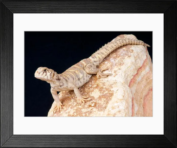 Framed Print : Mastigure / Uromastyx ornata Framed Print : Mastigure / Uromastyx ornata