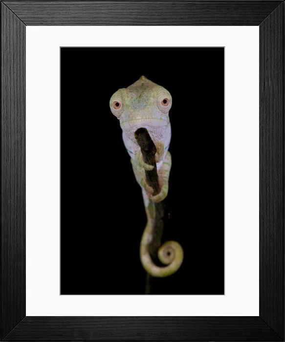 Framed Print : Giant Chameleon / Calumma parsonii Framed Print : Giant Chameleon / Calumma parsonii
