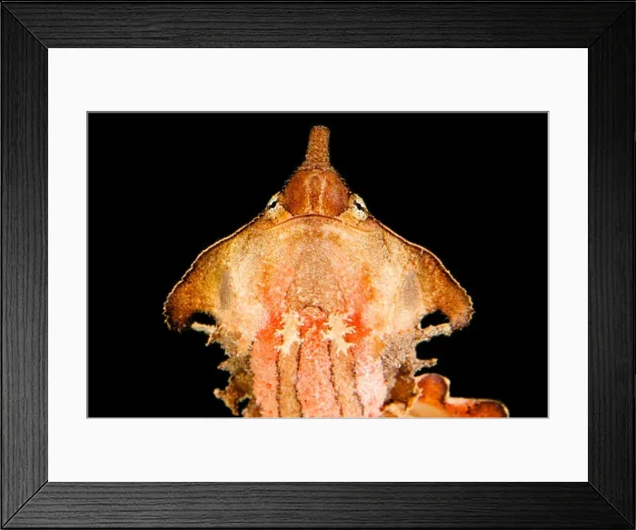 Framed Print : Mata mata / Chelus fimbriatus Framed Print : Mata mata / Chelus fimbriatus