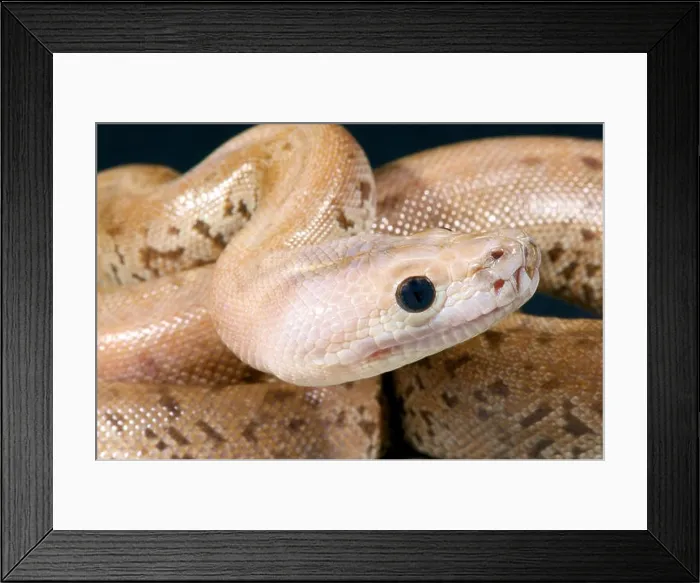 Framed Print : Burmese python / Python molurus bivittatus Framed Print : Burmese python / Python molurus bivittatus