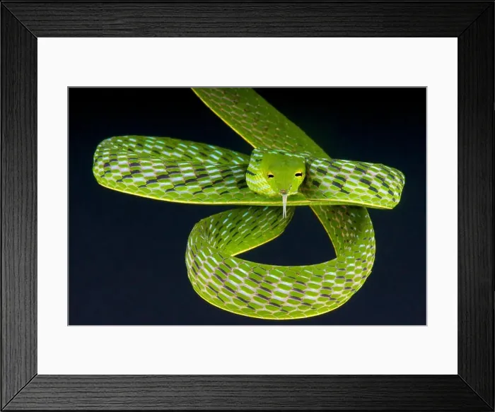 Framed Print : Vine snake / Ahaetulla prasina Framed Print : Vine snake / Ahaetulla prasina