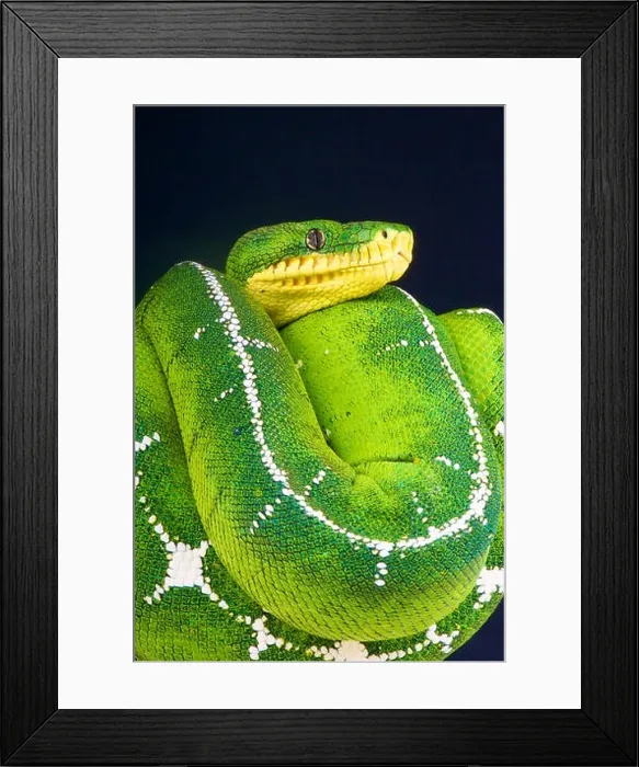 Framed Print : Upper Amazon tree boa / Corallus batesii Framed Print : Upper Amazon tree boa / Corallus batesii