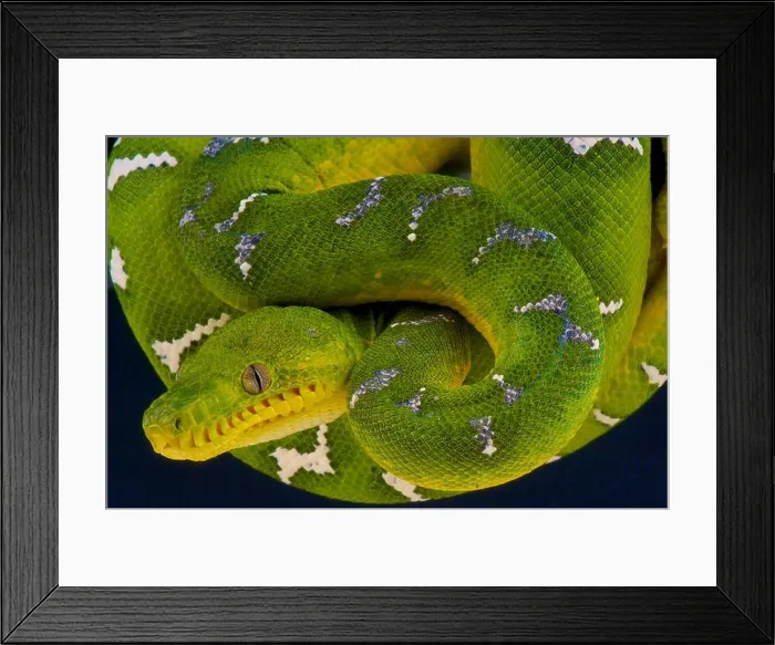 Framed Print : Emerlad tree boa / Corallus caninus Framed Print : Emerlad tree boa / Corallus caninus