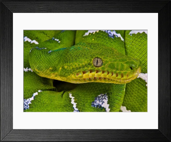 Framed Print : Emerald tree boa / Corallus caninus Framed Print : Emerald tree boa / Corallus caninus