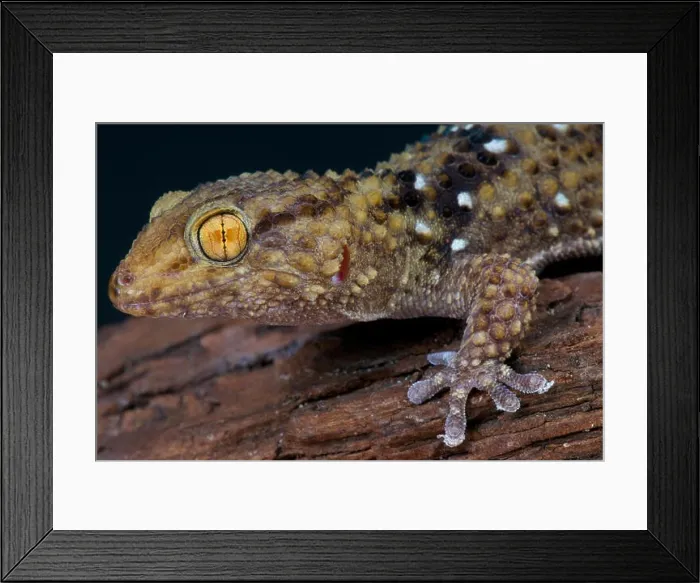 Framed Print : Thick toed gecko  /  Chondrodactylus turneri