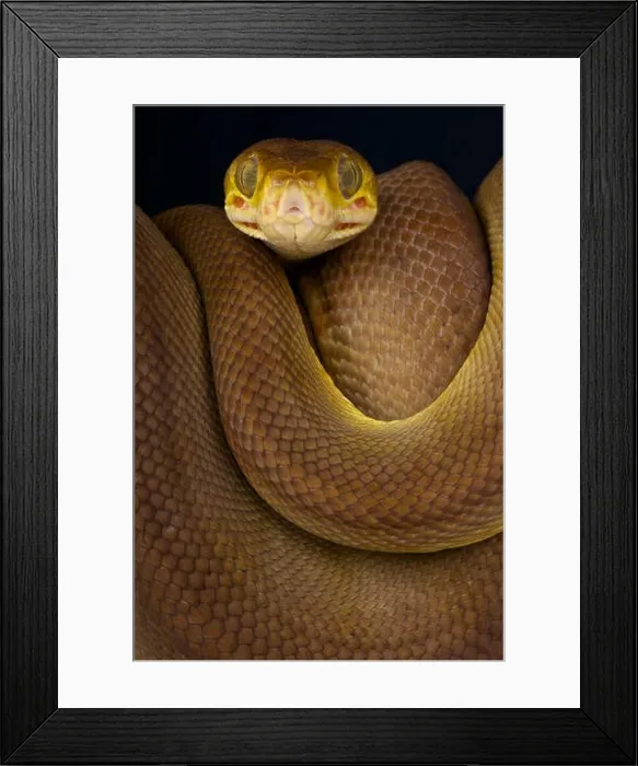 Framed Print : Amazon tree boa / Corallus hortulanus Framed Print : Amazon tree boa / Corallus hortulanus