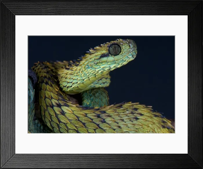 Framed Print : Spiny bush viper / Atheris hispida Framed Print : Spiny bush viper / Atheris hispida