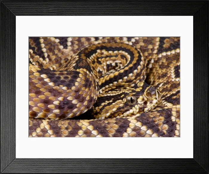 Framed Print : Cascavel  /  Crotalus durissus
