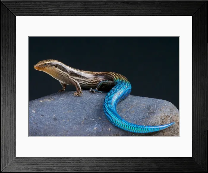 Framed Print : Gran Canaria blue-tailed skink / Chalcides sexlineatus Framed Print : Gran Canaria blue-tailed skink / Chalcides sexlineatus