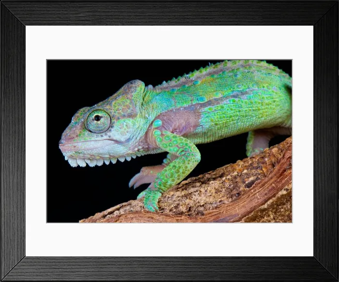 Framed Print : Knysne dwarf chameleon / Bradypodion damanarum Framed Print : Knysne dwarf chameleon / Bradypodion damanarum