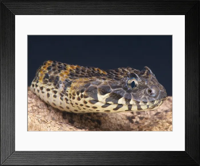 Framed Print : Rough-scaled death adder / Acanthophis rugosus Framed Print : Rough-scaled death adder / Acanthophis rugosus