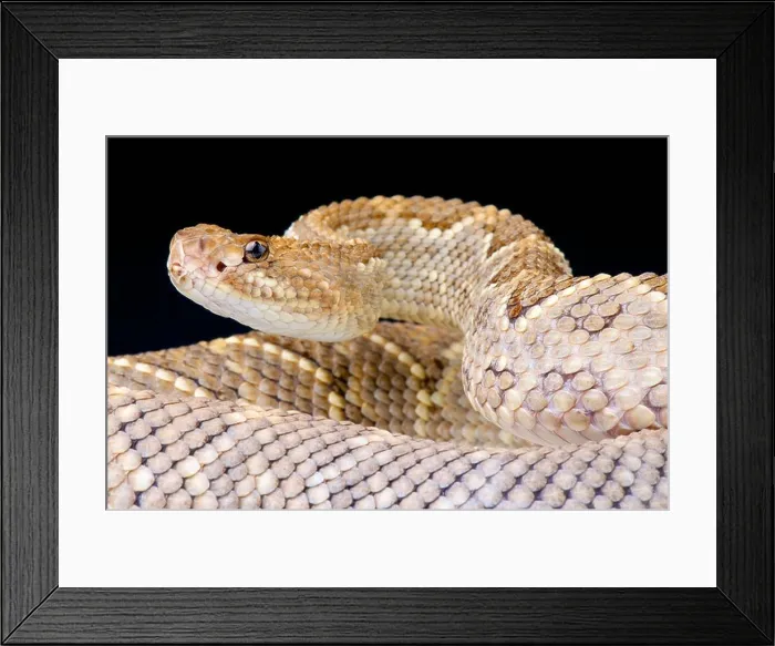 Framed Print : Aruba rattlesnake / Crotalus durissus unicolor Framed Print : Aruba rattlesnake / Crotalus durissus unicolor